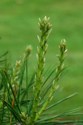 Pinus armandii - borovice armandova - jarní přírustky
